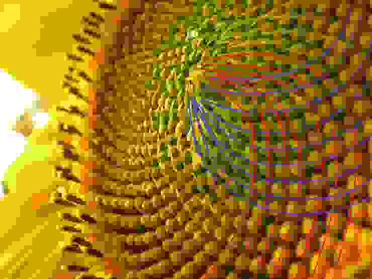 再次看到向日葵花盤的兩股相反方向的螺線，似乎體會更深了：科學與藝術、自然與人文就像是向日葵花盤從花心輻射出兩股相反方向的螺旋線，交織出大自然的奧秘，與人文藝術的璀璨。