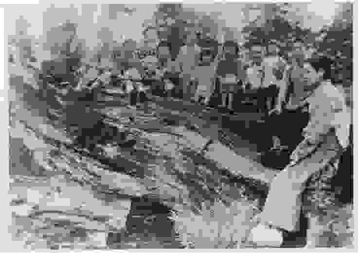 (照片附註：太平山小學校參觀伐木作業，1929年舊太平山小學遠足照片。師生們一同坐在紅檜的倒木上右邊第四位為關屋校長，最右邊為鯉淵八重子老師)