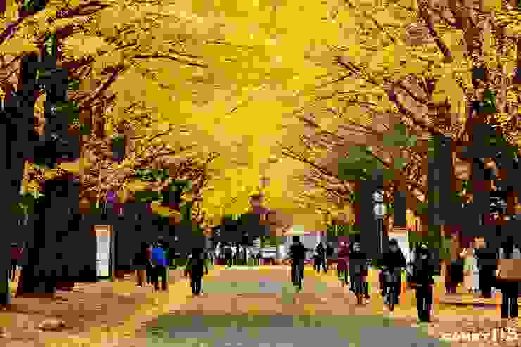 北海道大學北13条入口的銀杏大道是札幌秋季的必訪景點