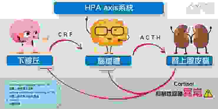 【關於HPA axis系統】