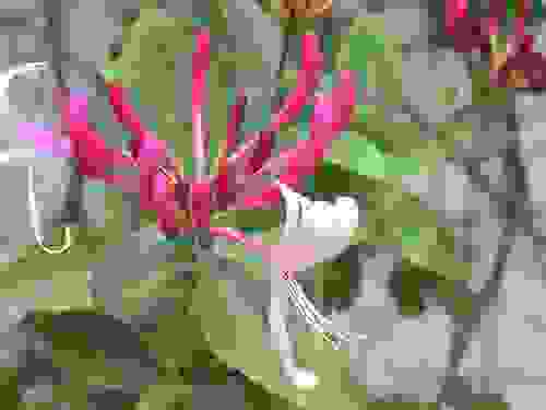 紅白忍冬(Lonicera japonica)
