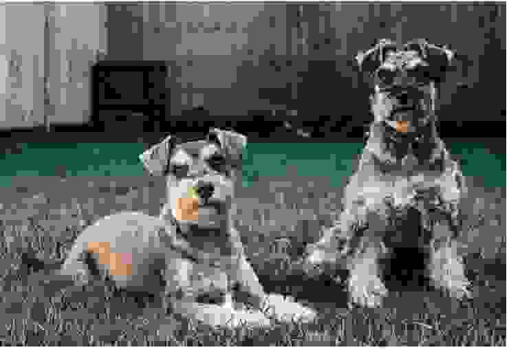 雪納瑞是常見原發性高血脂的犬種