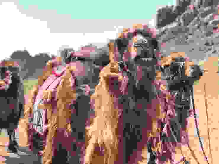 戈壁之舟—雙峰駱駝