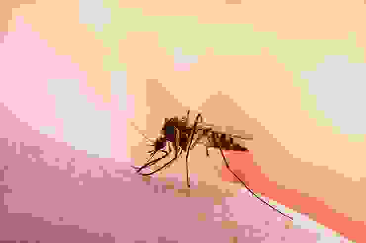 雌性蚊子壽命高達 2～3 週