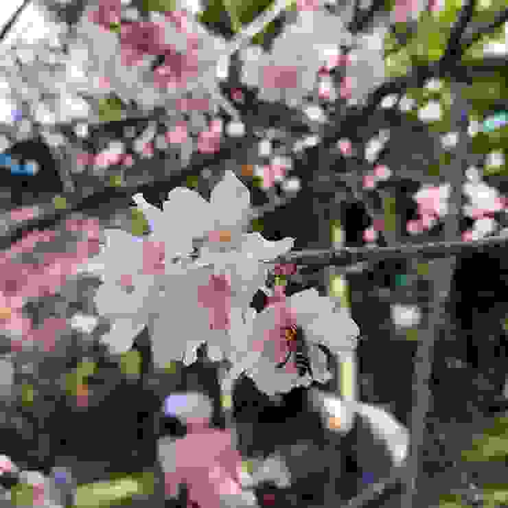 春日，自由廣場的櫻花與蜂