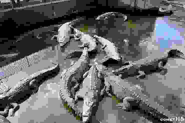 鬼山地獄內飼養著許多鱷魚，又被稱為鱷魚地獄