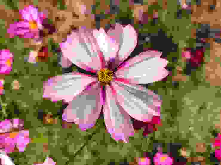 粉白相襯的波斯菊