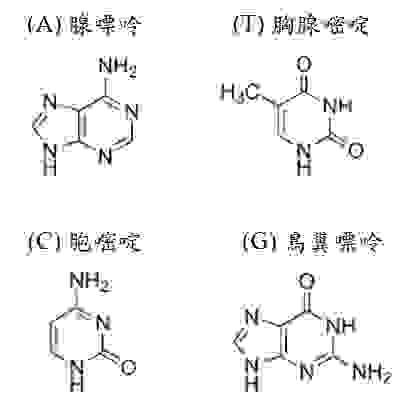 （圖三）腺嘌呤、胸腺嘧啶 、胞嘧啶、鳥糞嘌呤的分子結構