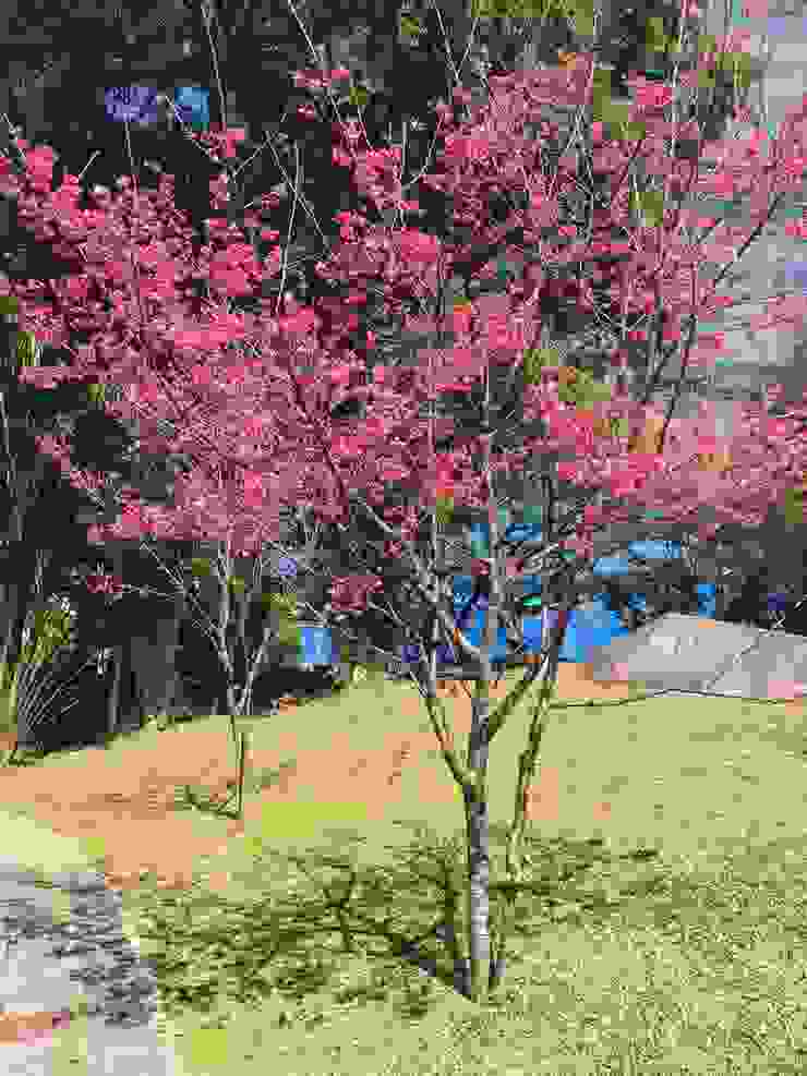 木柵公園的櫻花