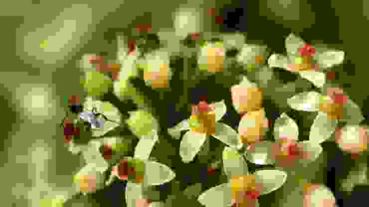 三葉崖爬藤的花