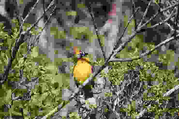 Sri Lanka yellow-eared bulbul 斯里蘭卡獨有種