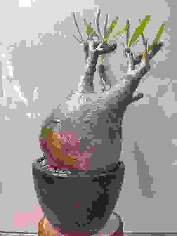 象牙宮(Pachypodium rosulatum)