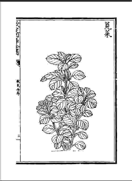 《救荒本草》，中國第一部專門記錄可食用野生植物的著作，作者為明朝周定王朱橚（明太祖第五子），成書於15世紀初。