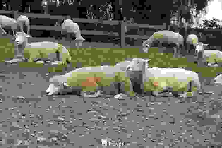 清境農場綿羊