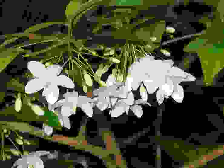 例吊筆(Wrightia pubescens)