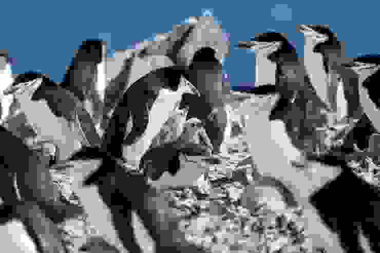 育雛中的頰帶企鵝，之間有幾隻已孵出的雛鳥。Credit to John Dickens。