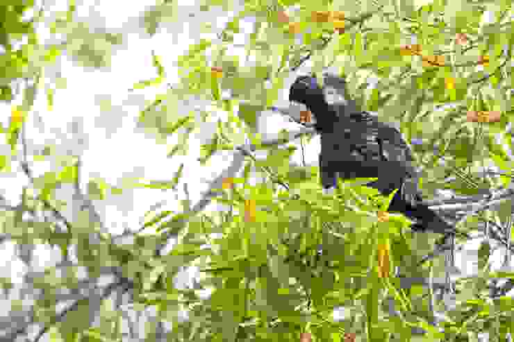 Carnaby’s Black-Cockatoo