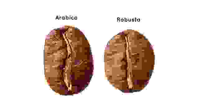 阿拉比卡(左)羅布斯塔(右)