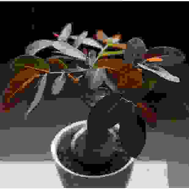 奇異油柑(Phyllanthus mirabilis)