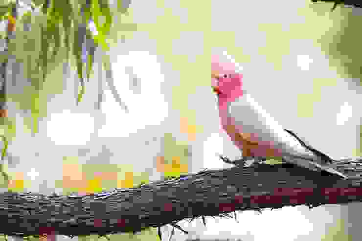 Galah / 粉紅鳳頭鸚鵡