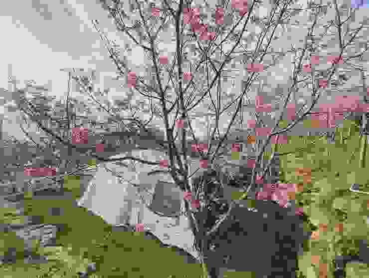 圓夢-櫻花🌸樹下搭帳