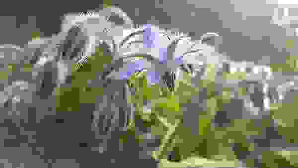 全身刺絨絨的琉璃苣，從莖葉到花苞都密附著粗糙的絨毛，看起來張牙舞爪的！卻開出纖巧細緻、有如琉璃般夢幻藍紫色的星形花朵。