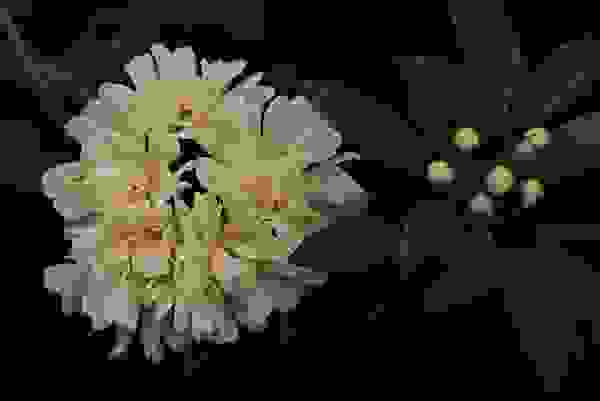 荼蘼花常與木香花混淆。圖中為黃木香，其叢生的傘型花序，實與單生於枝頭的荼蘼不同