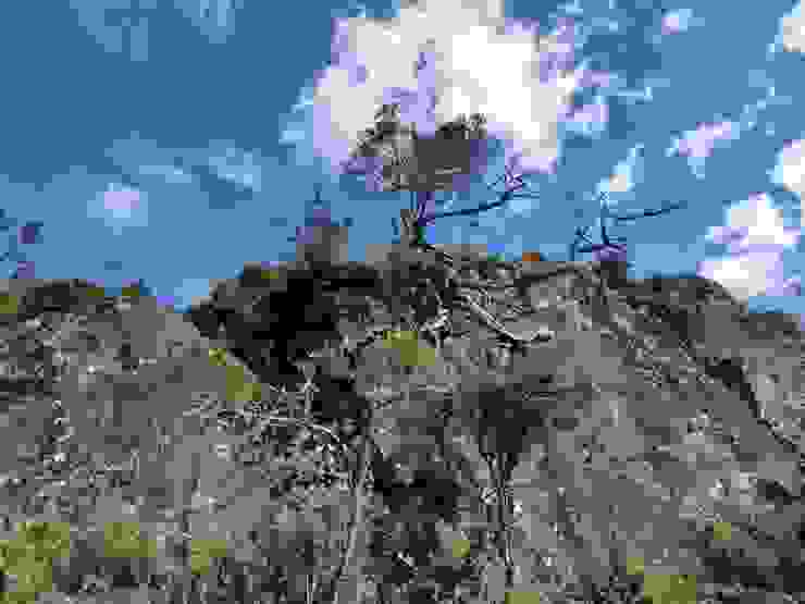 接近稜頂的岩壁上，崢嶸的老樹拚命向天際伸手。