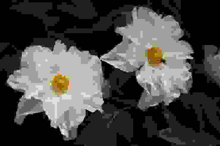 白花清冷 是牡丹中最不受人們青睞的花色