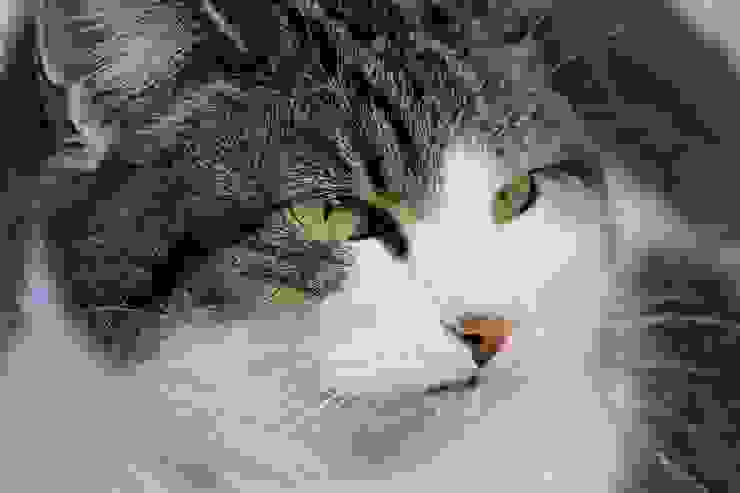 圖片不太好找，就借臭臉貓貓的不屑眼神來表達讓人感到恐懼的他人的眼光吧……||| （圖片來源：Pixabay）