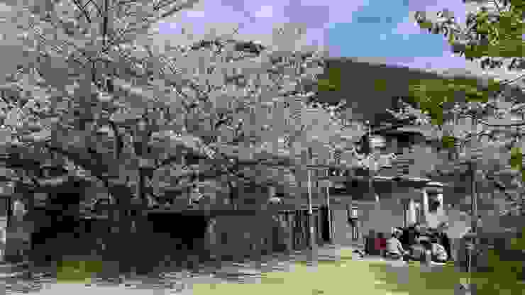 位在豐玉姬神社旁的櫻花林與老人群