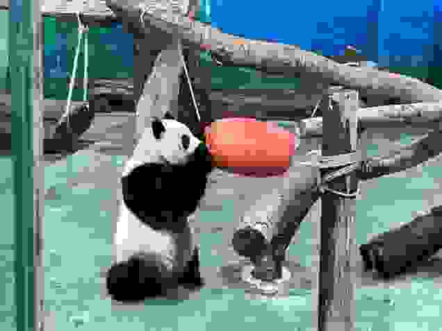 可愛的Panda，做什麼動作都超級萌!