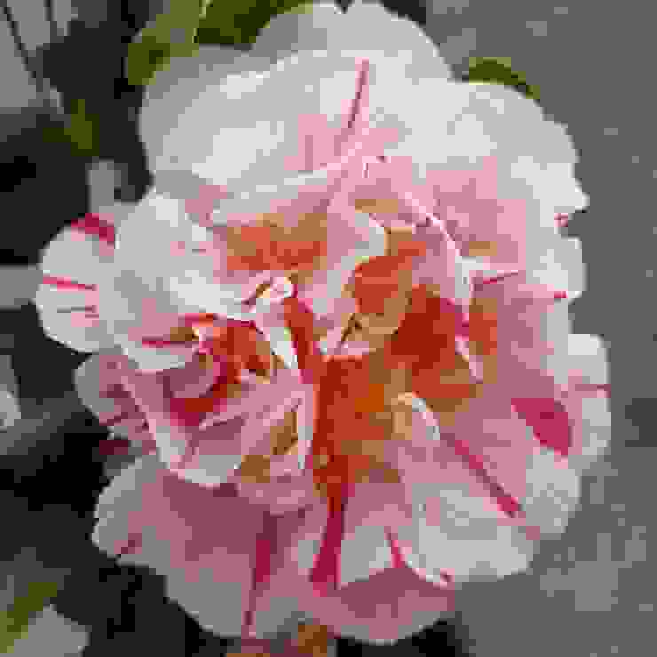 茶花(Camellia japonica)