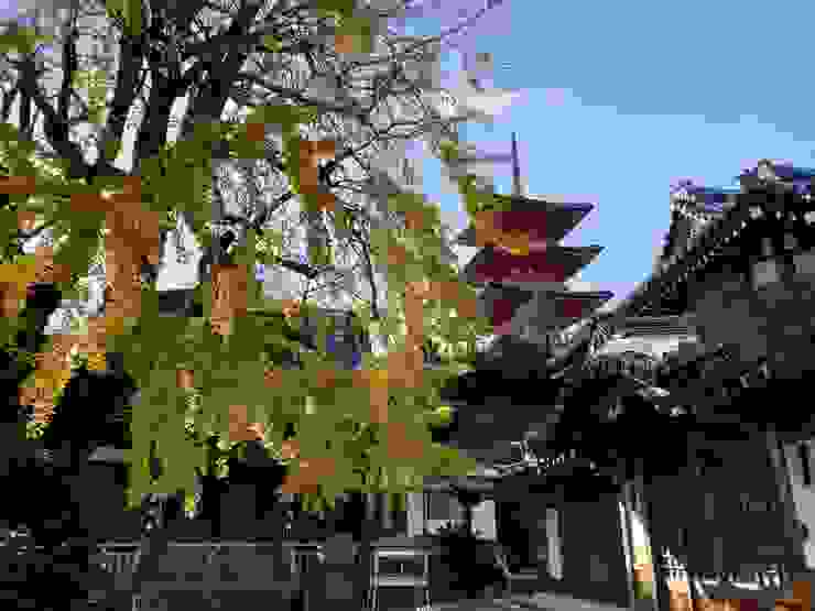 西光寺庭院的銀杏樹及三重塔
