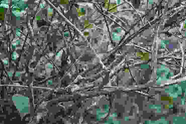 圓鼓鼓的Sri Lanka bush-warbler 斯里蘭卡獨有種