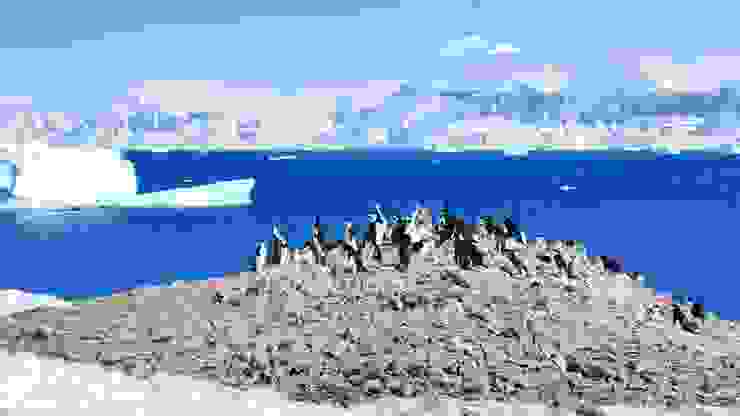 頰帶企鵝（Chinstrap Penguins）拉長脖子，聒噪不已。Orne Island。