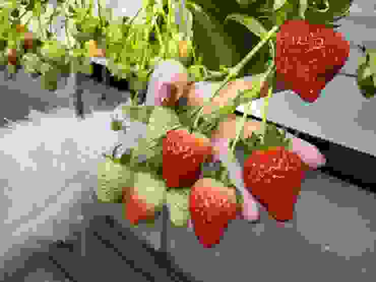 園區內韓國大草莓