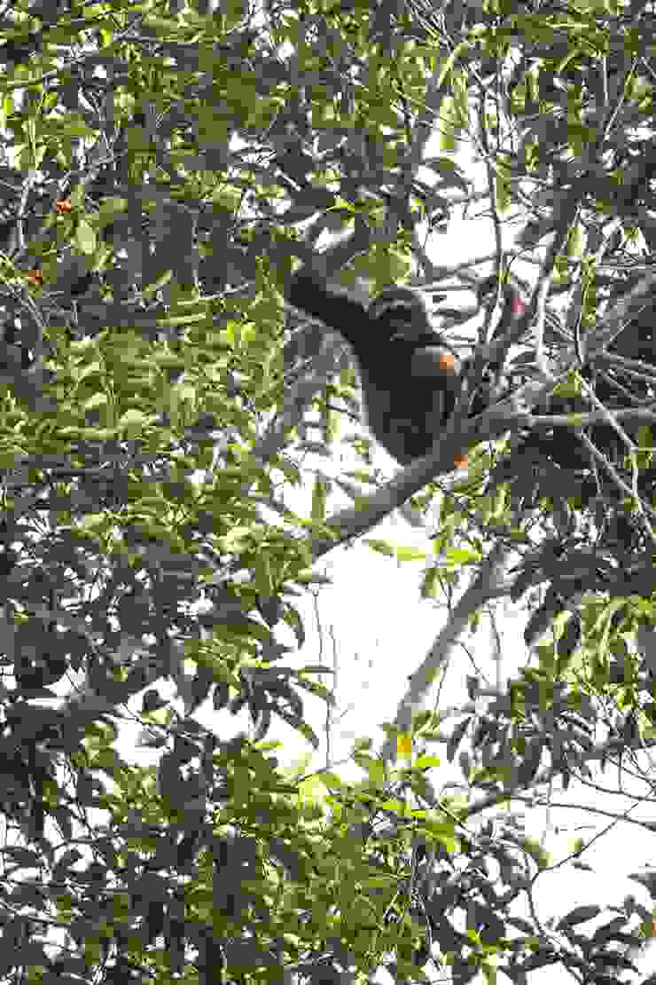 樹冠上的灰長臂猿。