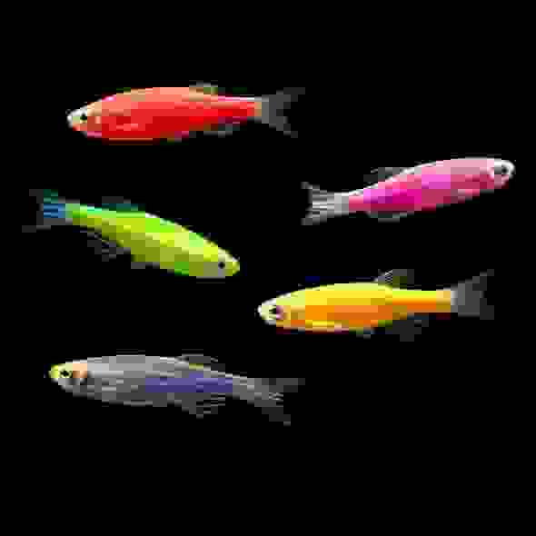 GloFish 各種螢光斑馬魚
