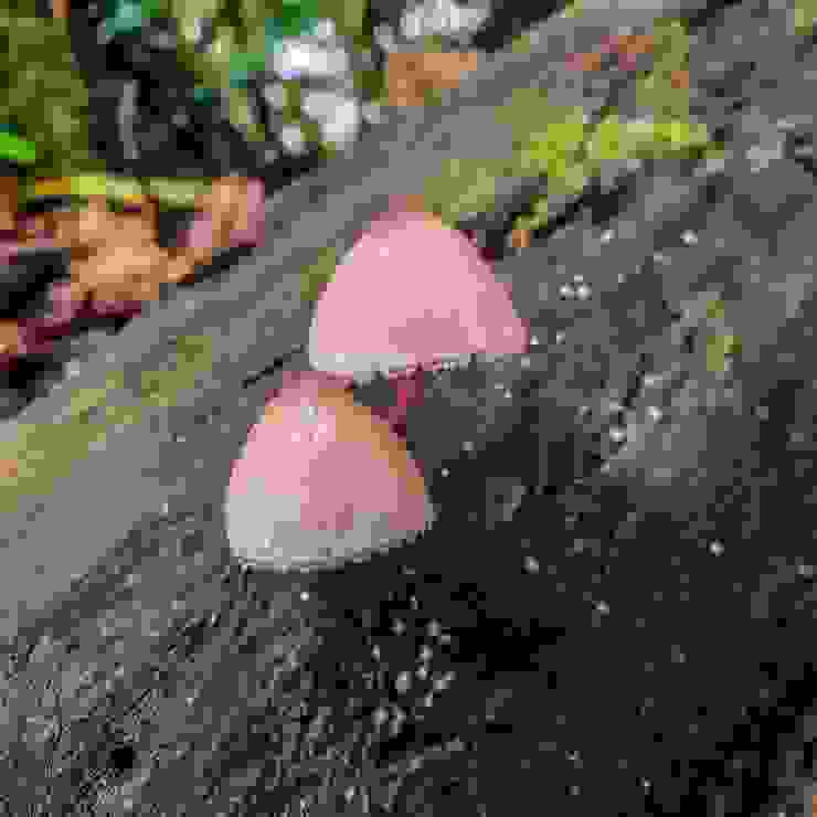 猜它是紅紫柄小菇。粉嫩多汁的樣子好可愛啊～～