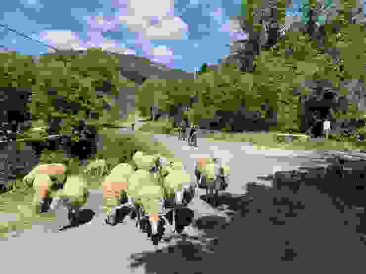 圖五：成群羊兒放牧中！