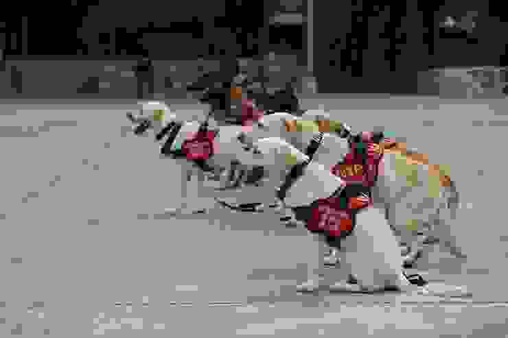 《K9 Canine》劇照/新北天際影展提供