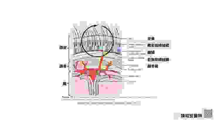頭皮縫合的關鍵是要關閉被結締組織強制打開的血管，因此針要縫到顱骨再轉彎