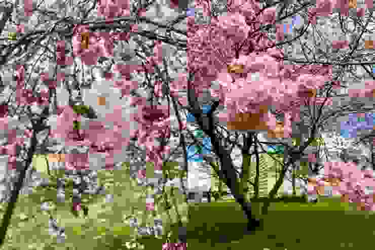 4月多的櫻花