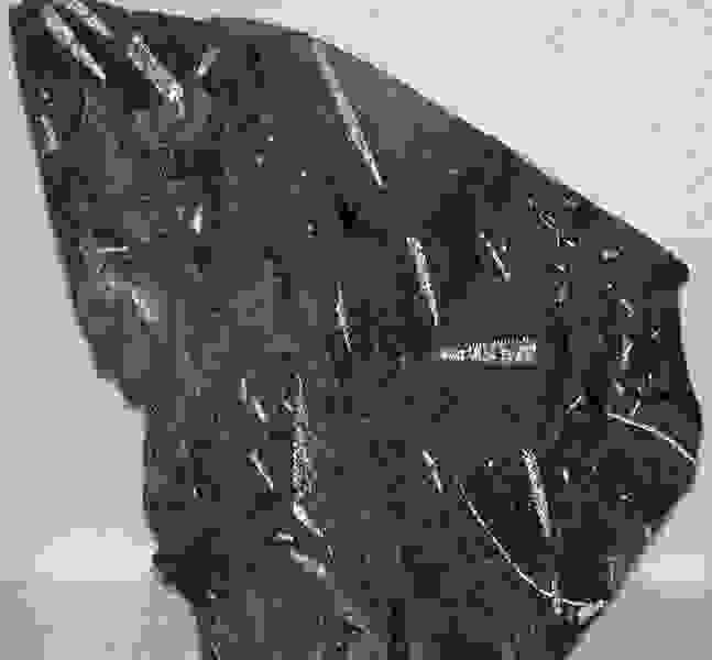 （圖九）黑頁岩的Didymograptus化石（感謝James St. John提供）