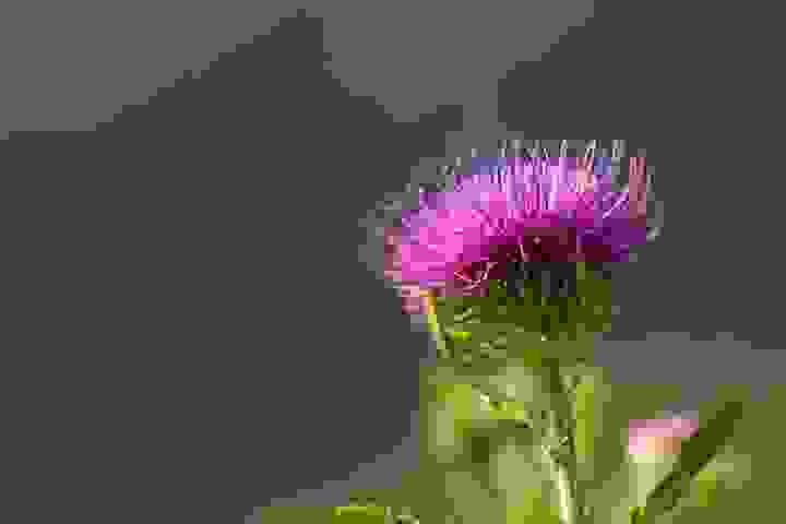 朝鮮薊花朵呈現粉紅色且長滿荊棘，能提煉出類黃酮物質水飛薊素。