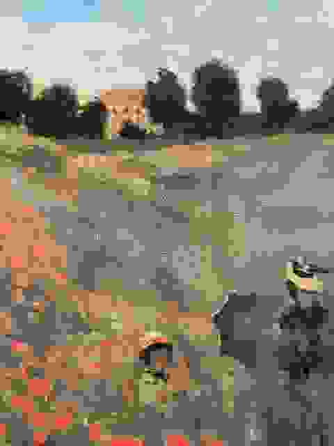 Monet 著名的 Poppy Fields （ Monet 畫冊照片）