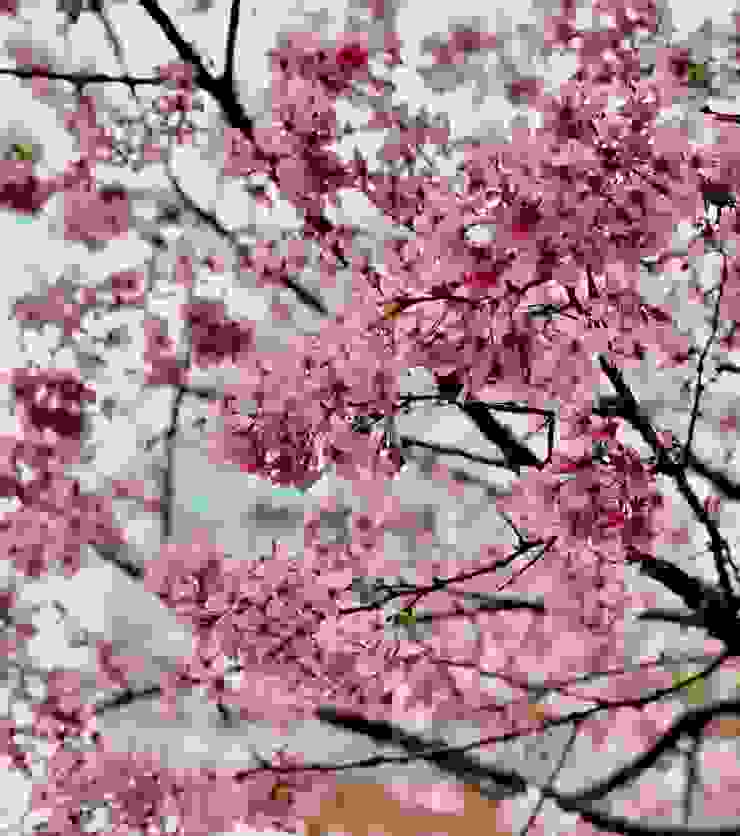 在春天的季節裡，迷人的櫻花總不教人遺忘，自然少不了要多拍幾張。（圖 by Vina)