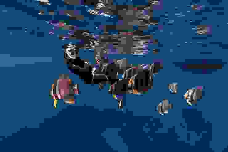 鋼鐵礁的「原住民」燕魚群。Photo by 阿得／@bboykent8263