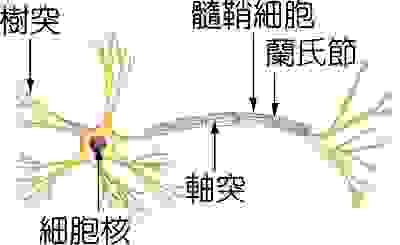 神經元結構圖，圖片來源：翰林雲端書院
